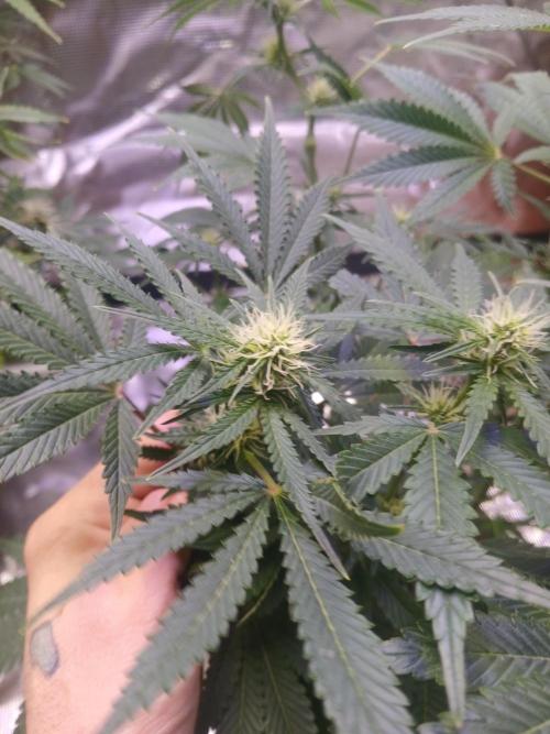 Cannabiz GG auto net pot. Week 10