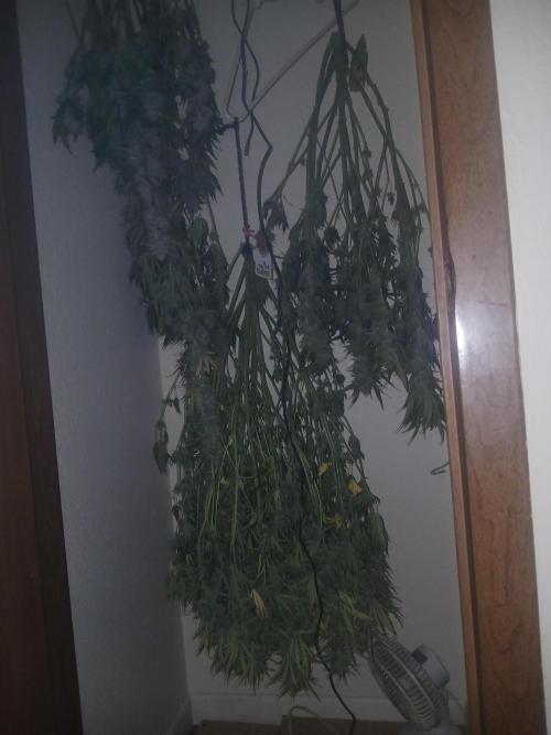 Cannabiz Gorilla glue auto-Pot #1. Week 12