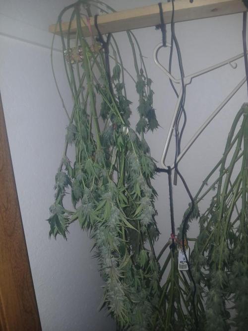 Cannabiz Gorilla glue auto-Pot #1. Week 12