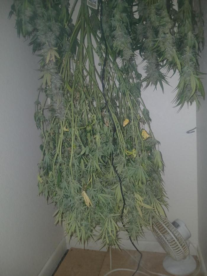 Gorilla z autos. Week 12