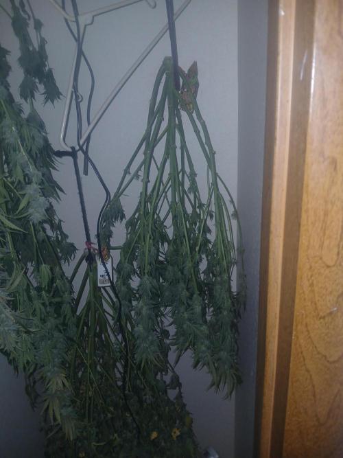 Cannabiz Gorilla glue auto - Pot 2. Week 12