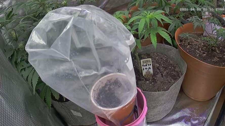 Guava Runts solo cup grow. Week 0