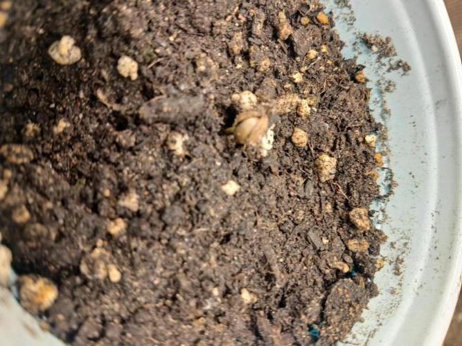 Gorilla Glue found in a bag. Week 1 - Just popped