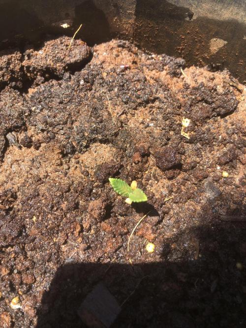 Beaker. Week 0 - backed off water to let the plant breathe