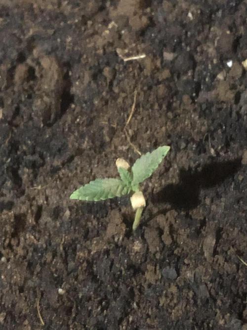 Beaker. Week 0 - moved inside to inspect 