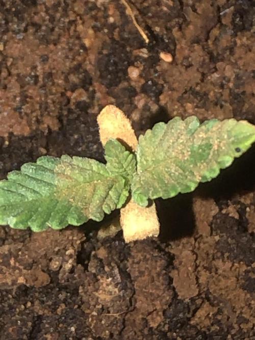 Beaker. Week 0 - close up after moving inside