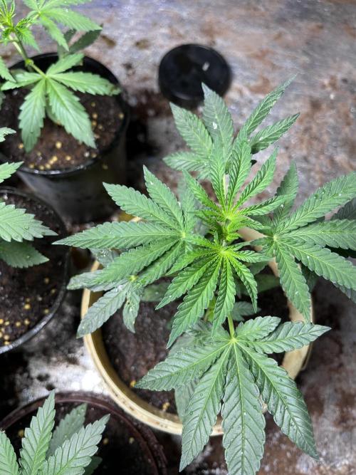 First time grower.. Week 5