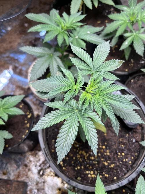 First time grower.. Week 5