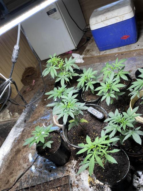 First time grower.. Week 5