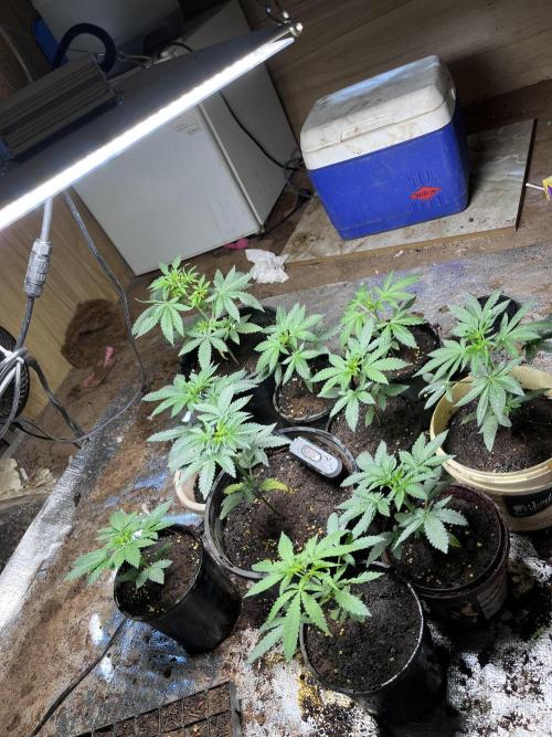 First time grower.. Week 5