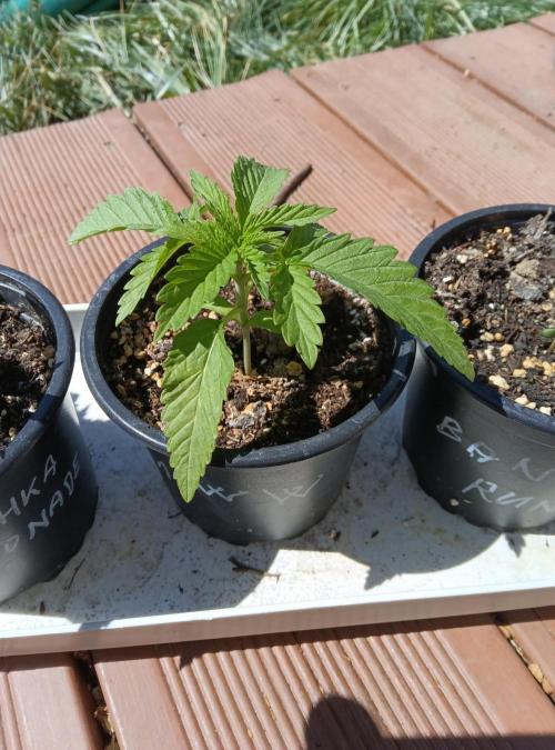 Skleník. Week 2 - White Widow