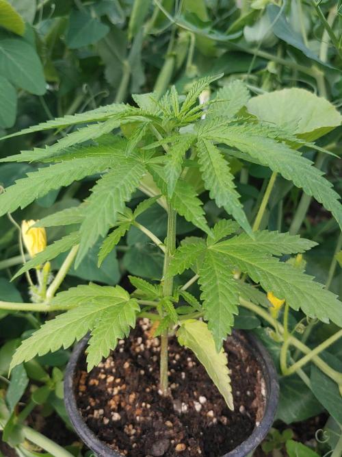 Skleník. Week 4 - Orange creampop