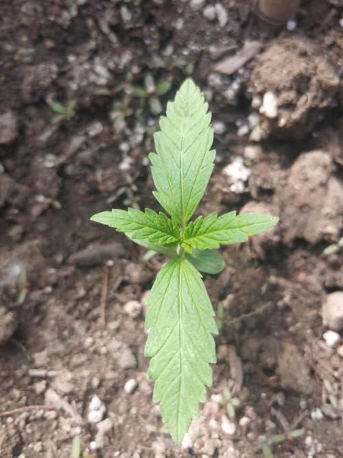 Automat. Week 1 - FastBuds