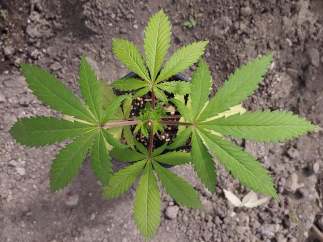 Skleník. Week 6 - Orange creampop