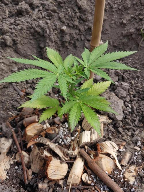 Skleník. Week 6 - Orange crempop