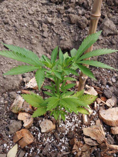 Skleník. Week 6 - White widow