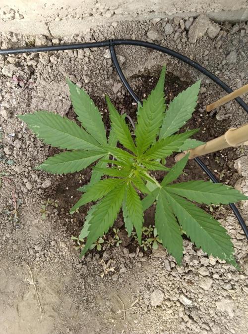 Automat. Week 3 - FastBuds mix 