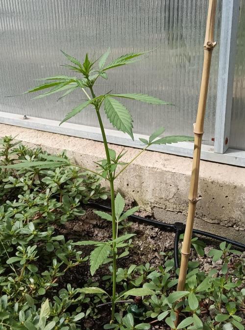 Automat. Week 4 - Fast Buds
Jako slunečnice každým dnem, otáčím se za sluncem