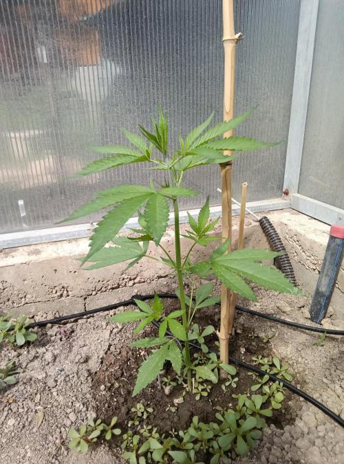 Automat. Week 4 - Fast Buds mix