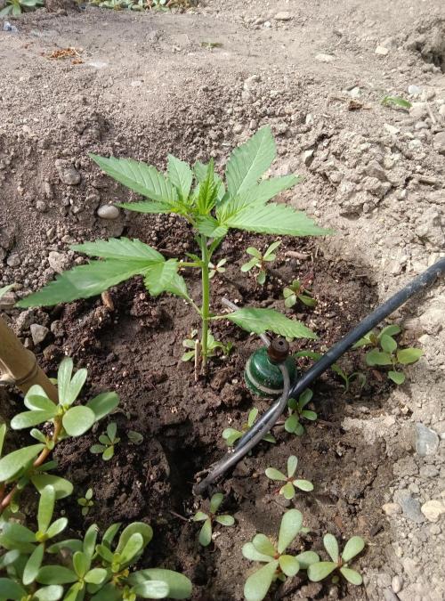 Automat. Week 4 - Fast Buds mix