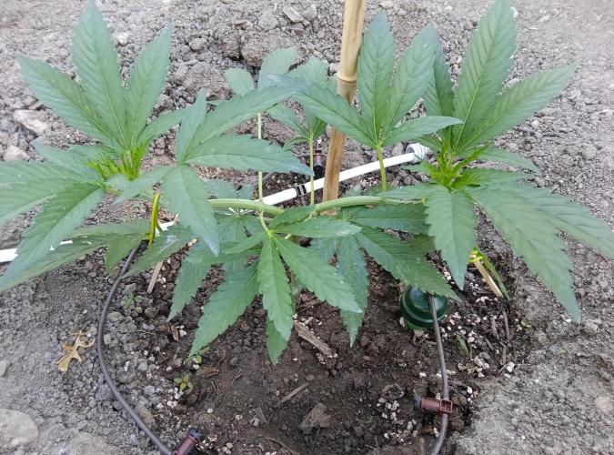 Skleník. Week 9 - White Widow