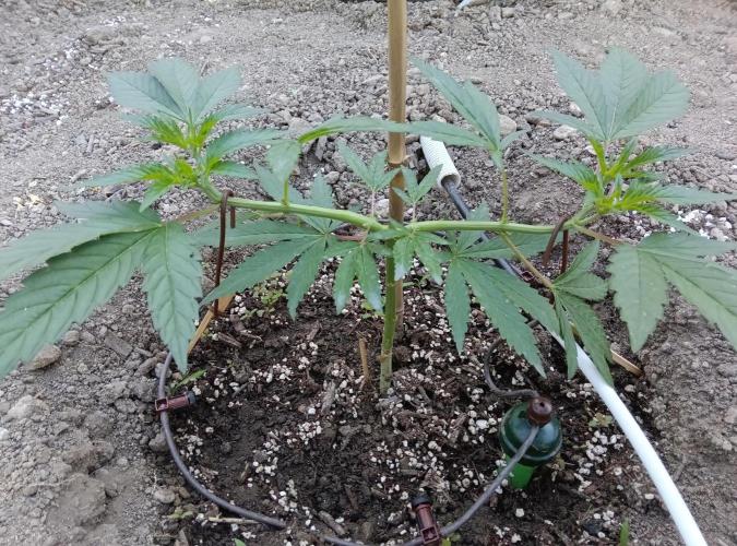 Skleník. Week 9 - Orange Creampop