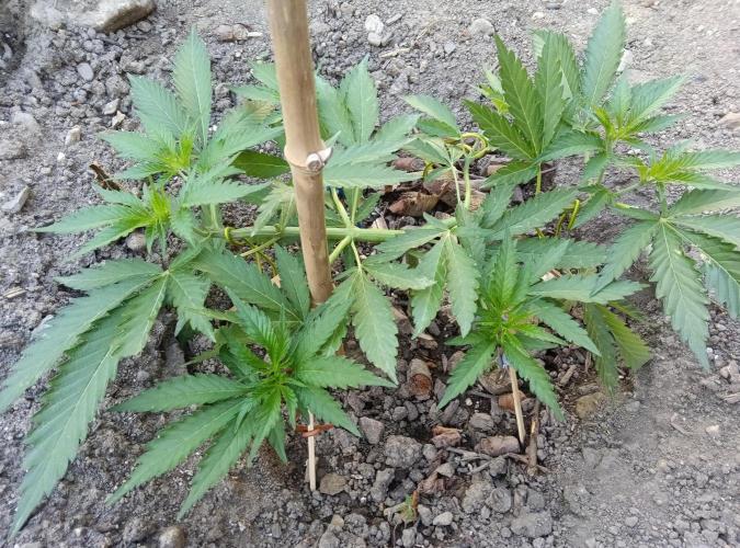Skleník. Week 9 - Orange Creampop 