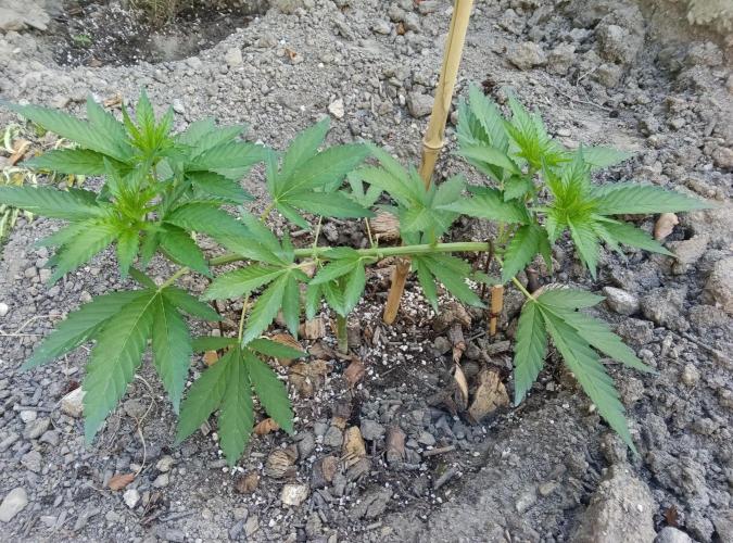 Skleník. Week 9 - White Widow