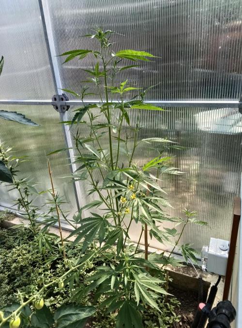 Automat. Week 6 - FastBuds mix