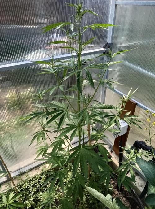 Automat. Week 6 - FastBuds mix
