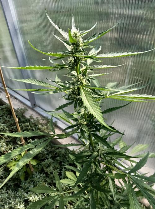 Automat. Week 6 - FastBuds mix