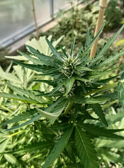 Automat. Week 6 - FastBuds mix