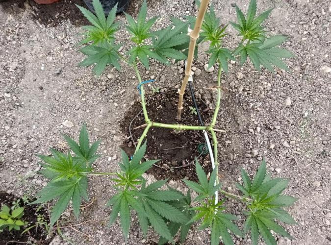 Skleník. Week 11 - Orange creampop 
