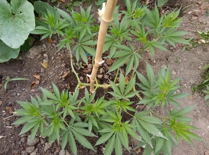 Skleník. Week 11 - Orange creampop vonku