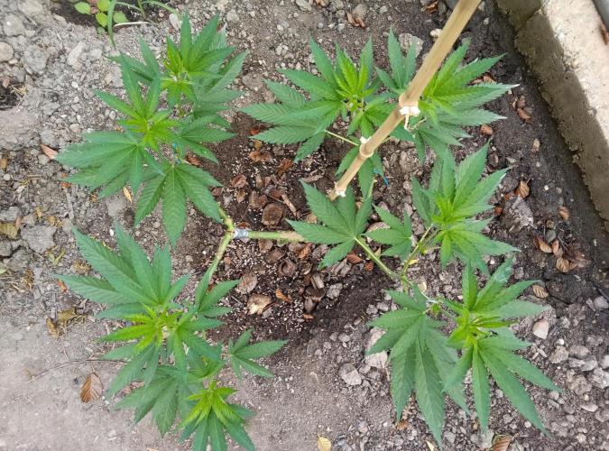 Skleník. Week 11 - White Widow vonku