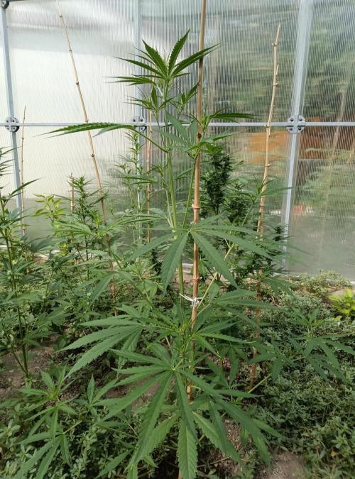 Automat. Week 7 - FastBuds mix