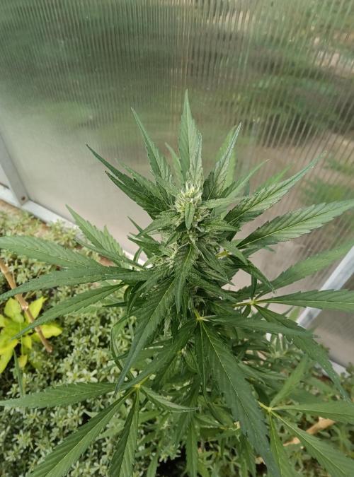 Automat. Week 7 - FastBuds mix
