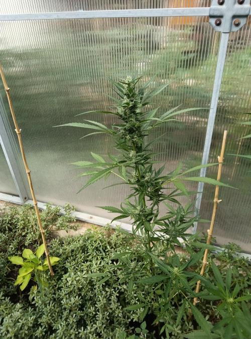 Automat. Week 7 - FastBuds mix