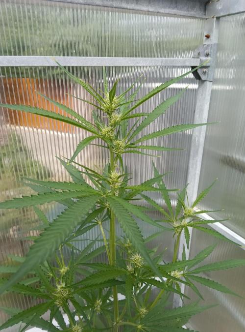 Automat. Week 7 - FastBuds mix