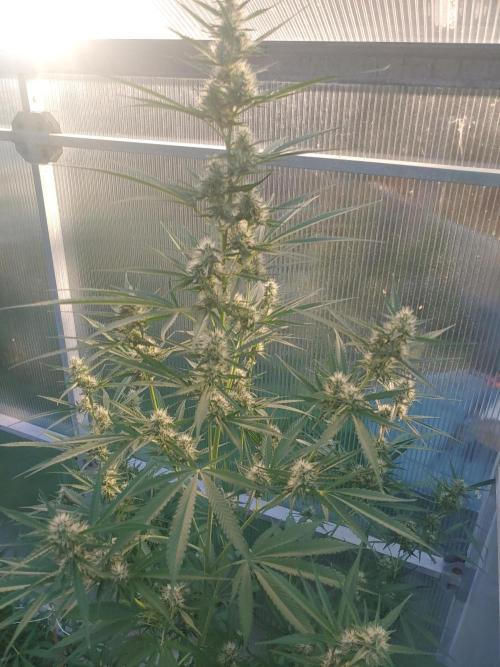 Automat. Week 9 - FastBuds mix 