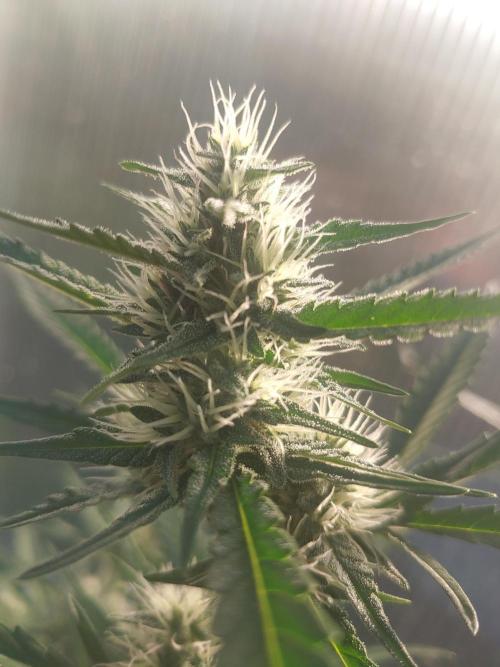 Automat. Week 9 - FastBuds mix 
