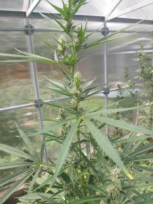 Automat. Week 9 - FastBuds mix 