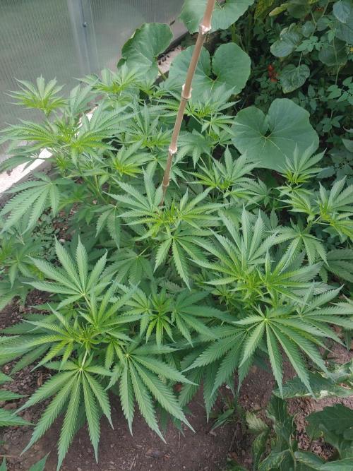 Skleník. Week 13 - Orange creampop 