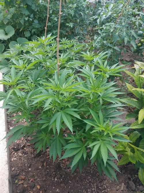 Skleník. Week 13 - White Widow 