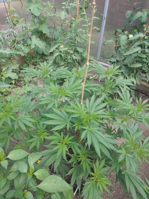 Skleník. Week 13 - Orange creampop 