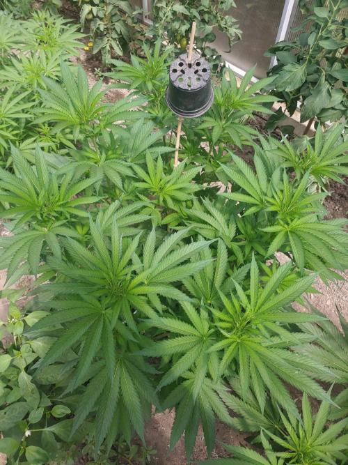 Skleník. Week 13 - White Widow 