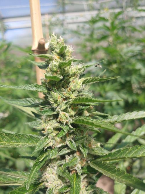 Automat. Week 11 - FastBuds mix