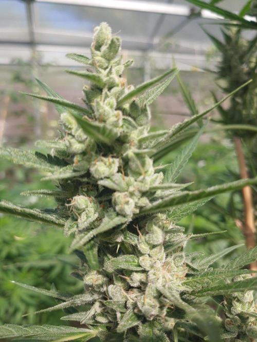 Automat. Week 11 - FastBuds mix