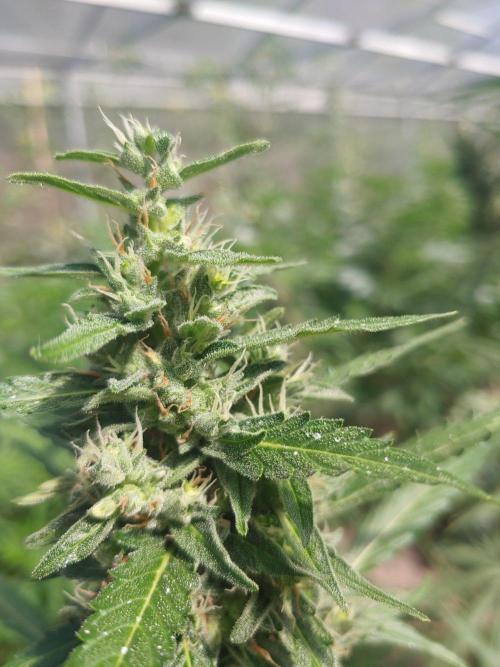 Automat. Week 11 - FastBuds mix