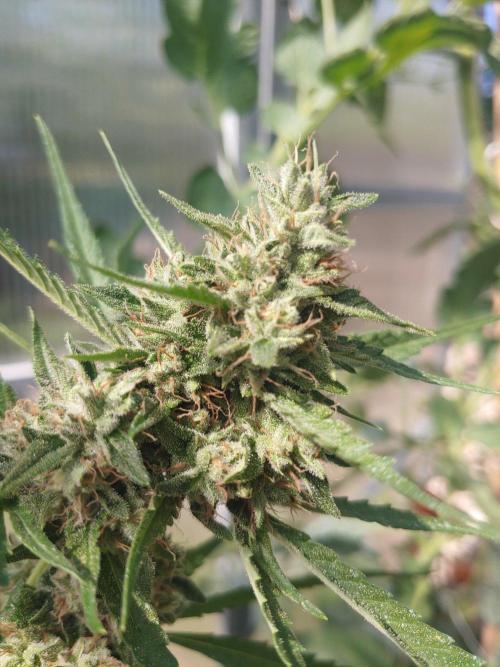 Automat. Week 11 - FastBuds mix
